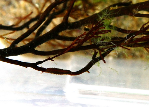 Море дома, или ахатины подождут...