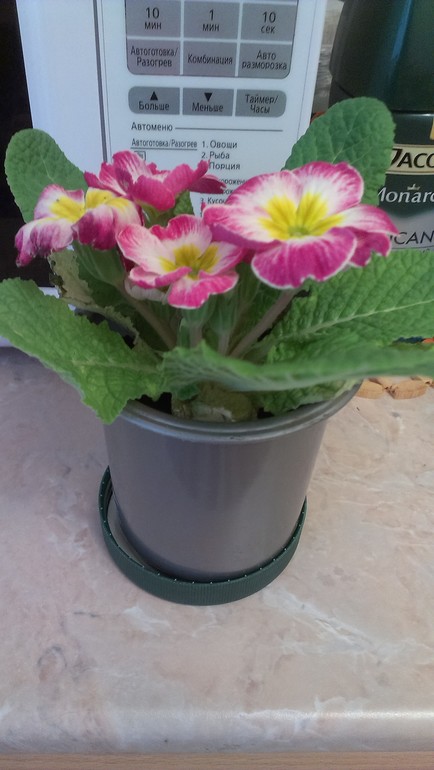 подскажите пожалуйста название цветочка!