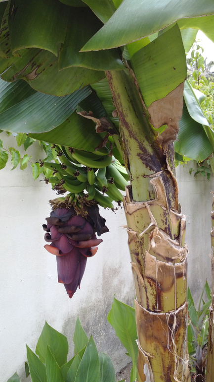 о.Кос Apollon Hotel