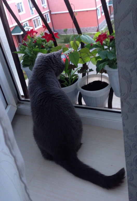 Дарья Барбарисовна