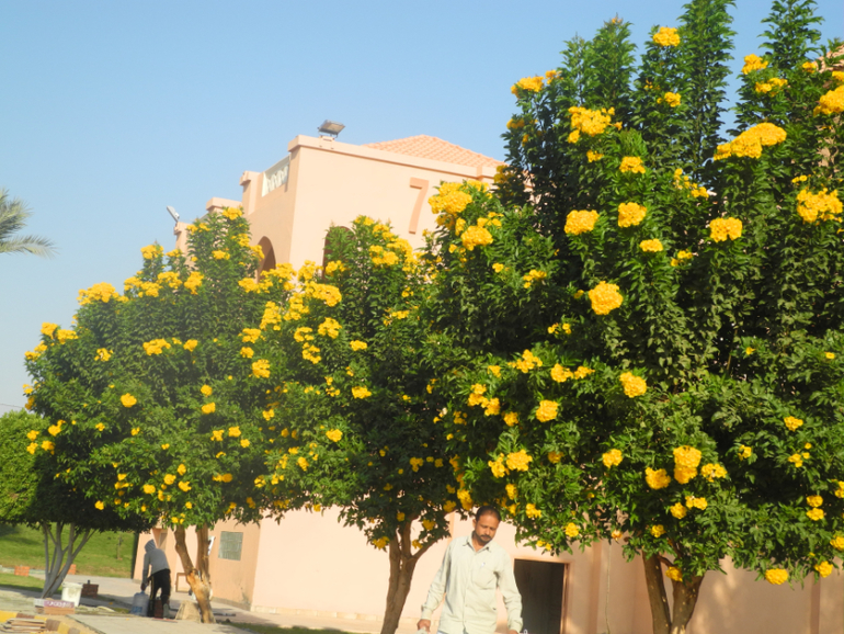 Beach Albatros Garden