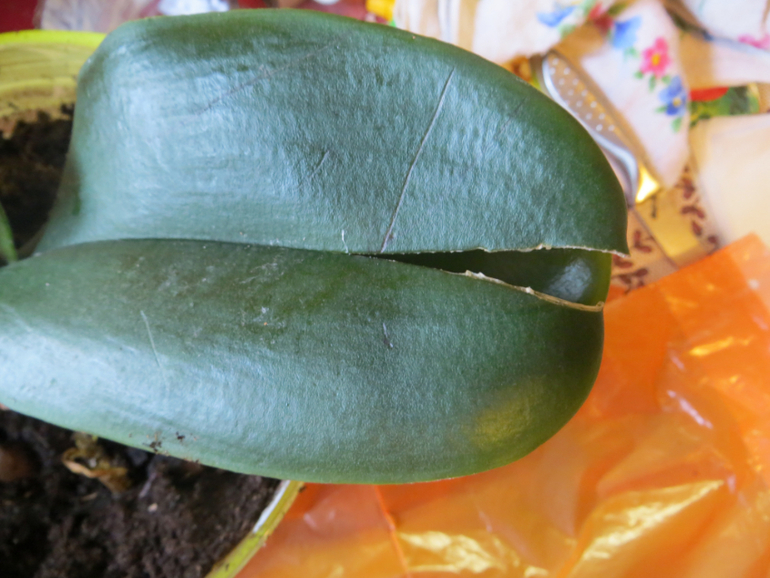 Спасите мою Орхидейку(((((