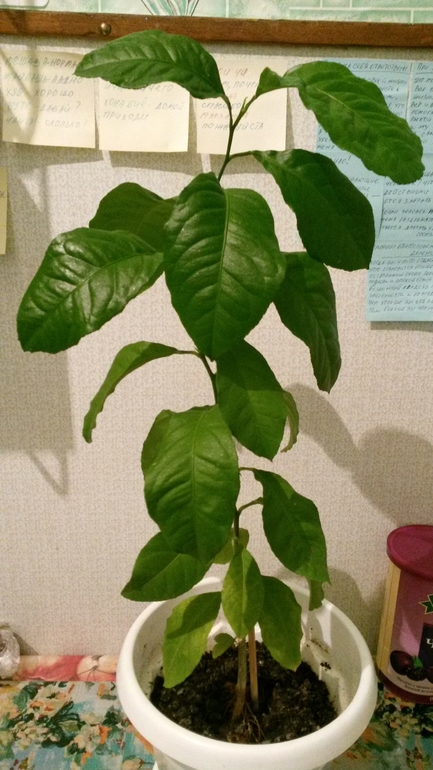 моя домашняя живность))