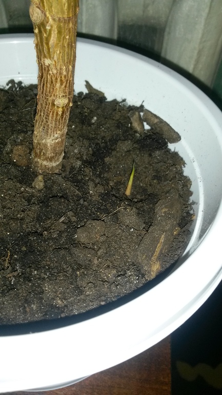 Пополнение ))