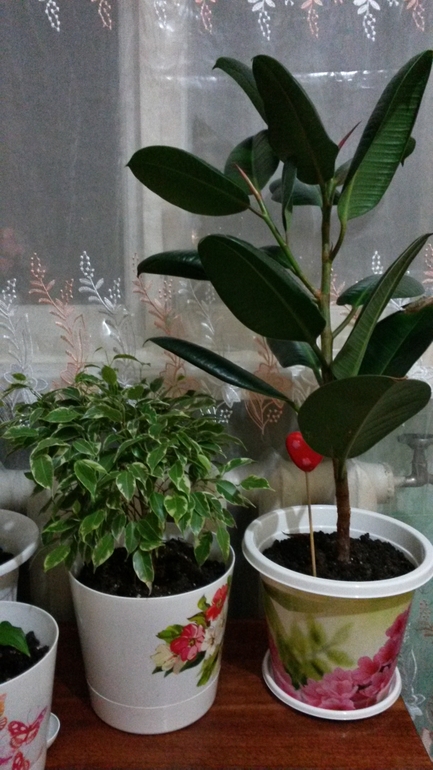 моя домашняя живность))