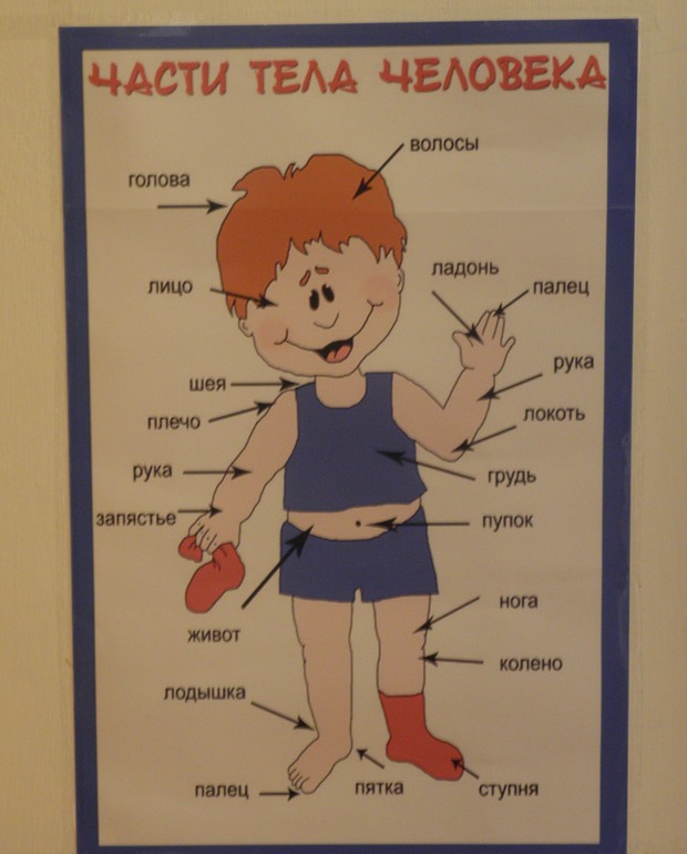 ТН Тело человека