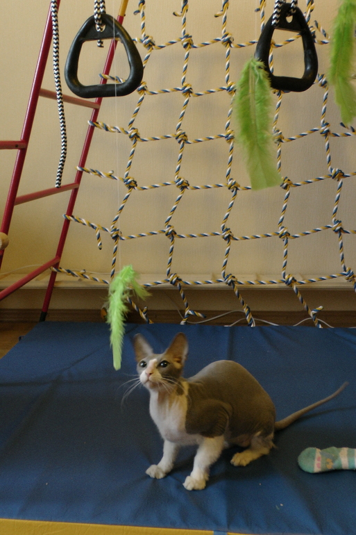 ФМ Домашние животные