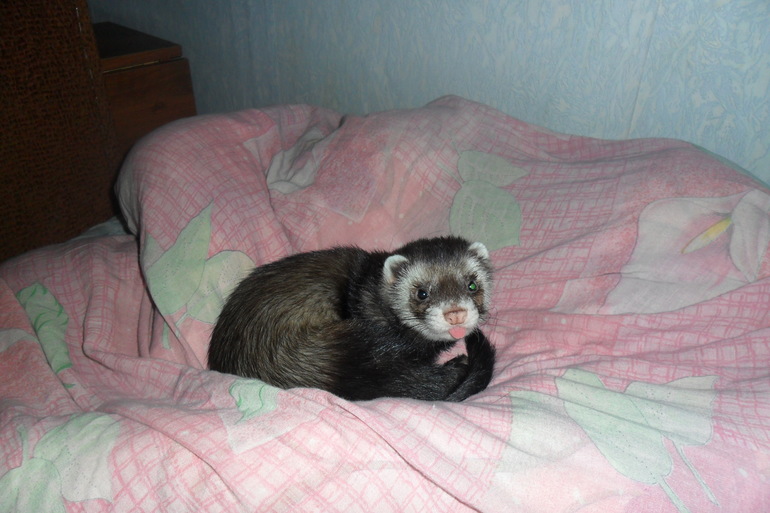 Ираклий фон Афферди...