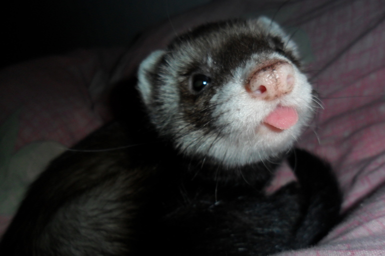 Ираклий фон Афферди...