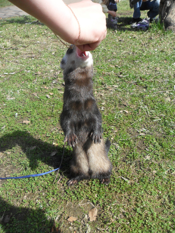 Ираклий фон Афферди...