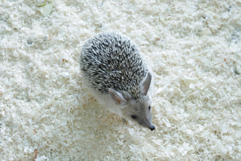 Контактный зоопарк, Теплый стан