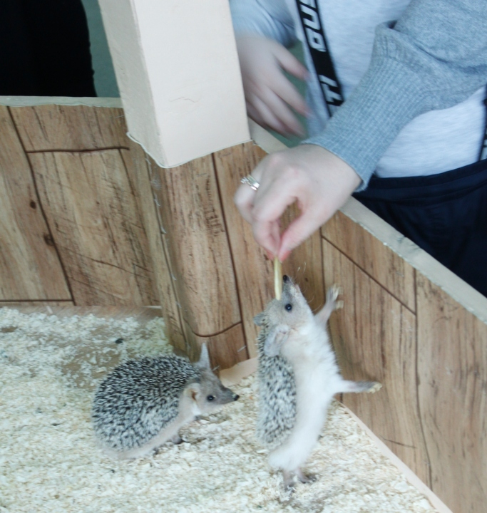 Контактный зоопарк, Теплый стан