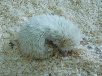 Контактный зоопарк, Теплый стан