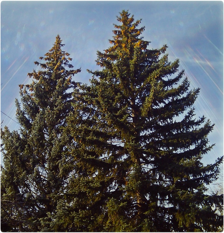 Day #11