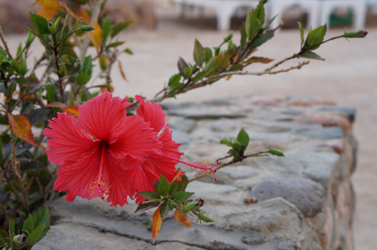 Весна в Хургаде