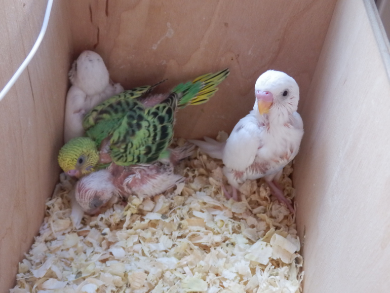 Вот и подросли наши малышаститки волнистики)