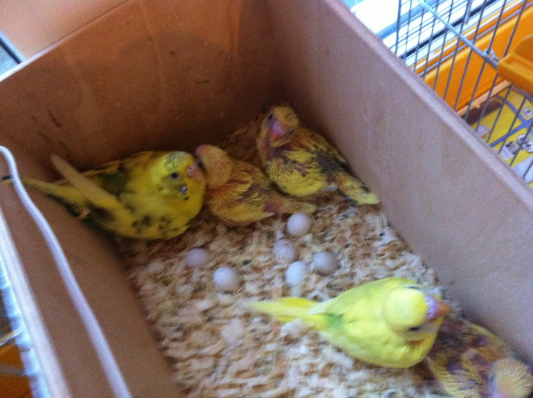 Расскажу и я о нашей семейке волнистиков))