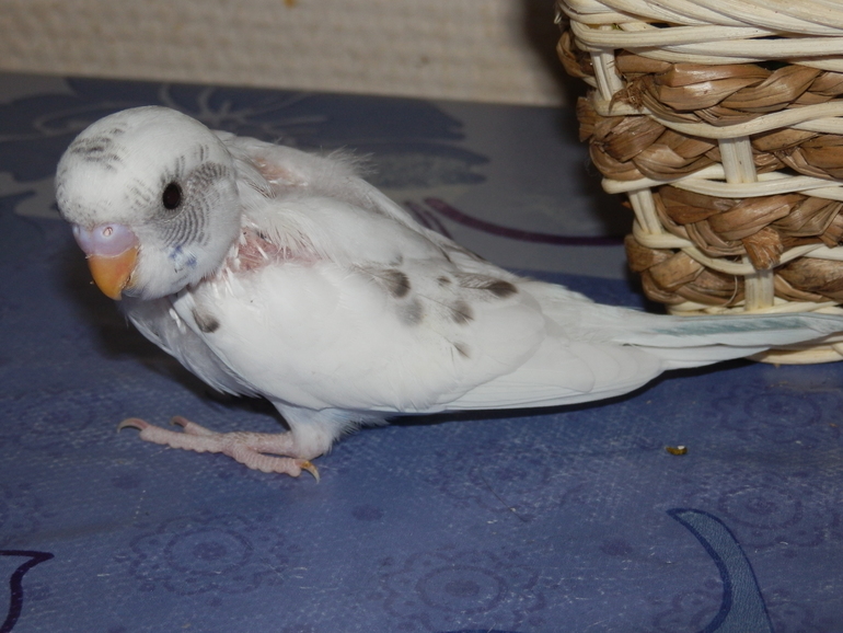 Мои сладкие малыши уже совсем большие, летают)