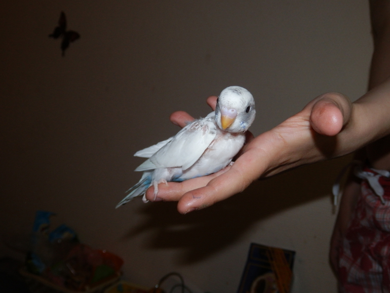 Мои сладкие малыши уже совсем большие, летают)