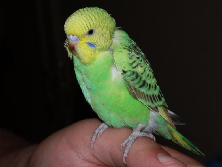 Мои сладкие малыши уже совсем большие, летают)