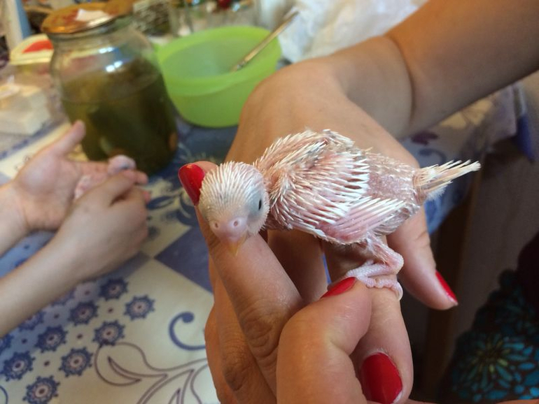 Расскажу и я о нашей семейке волнистиков))