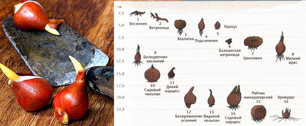 На какую глубину сажать крокусы. Цветок рябчик посадка луковицы. Глубина посадки крокусов. Глубина посадки луковичных. Рябчик глубина посадки.