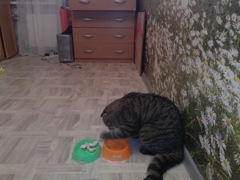 а ваш котэ так ест?????))))))