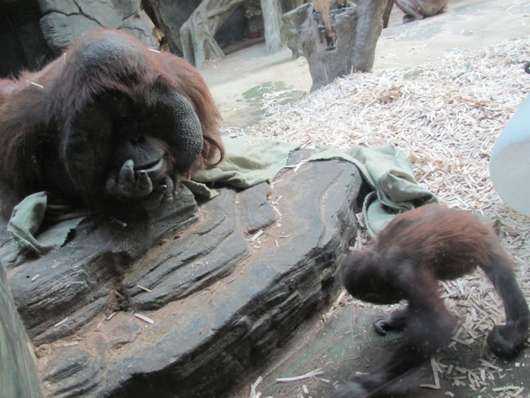 happy birthday to you...and moscow zoo