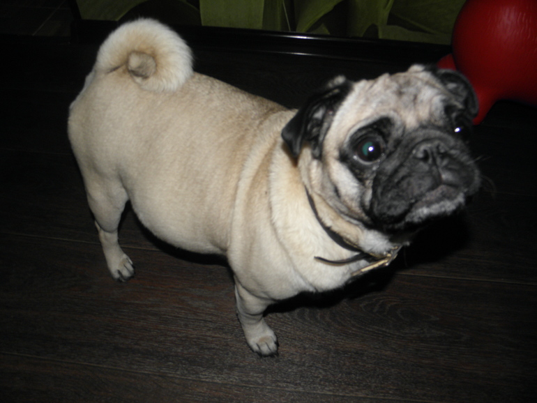 Самое прекрасное состояние любой женщины...даже мопсоженщины))))