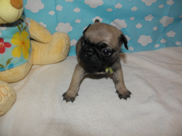 Вот нам уже и месяц)))