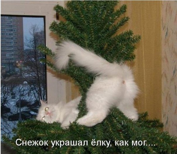 Много, много, много фото-приколов