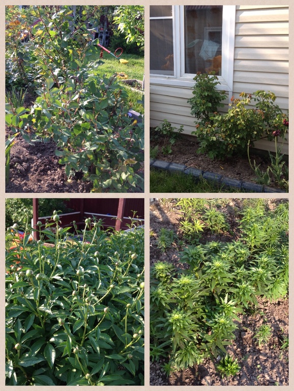 Загораем на даче