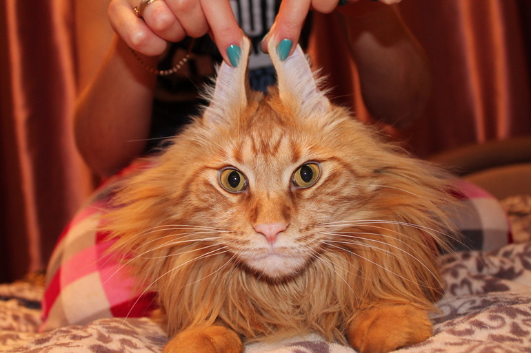 Цезарио Константинопулус