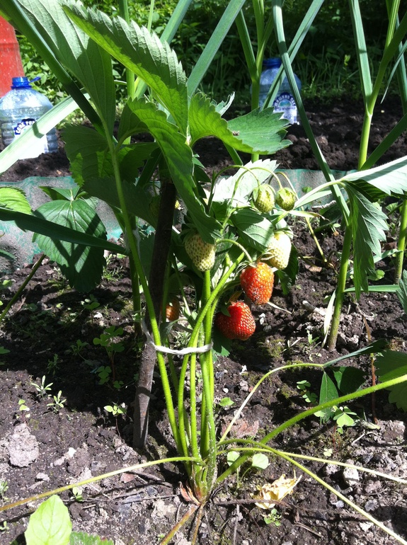 На даче первый урожай!)