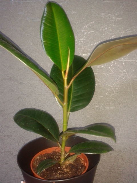 Мой первый Фикус)))