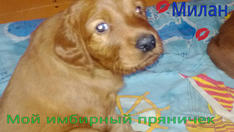 немец и сеттер,моя любовь!!!