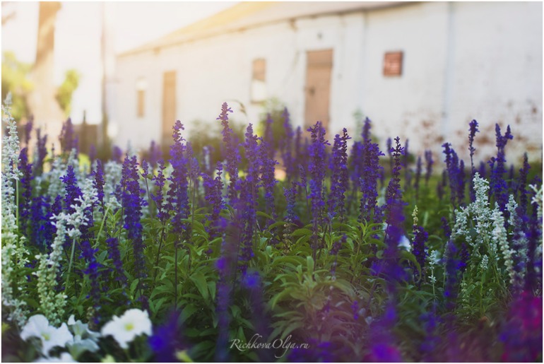 Частички лета