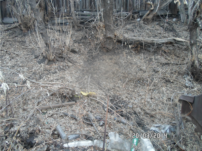 Что посадить под кленом?