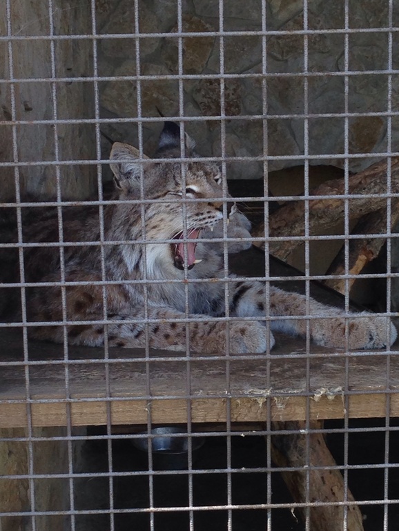 А мы сегодня ездили в частный Зоопарк!