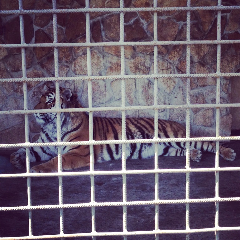 А мы сегодня ездили в частный Зоопарк!