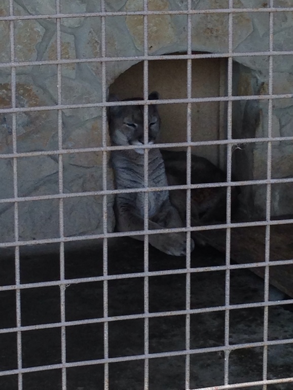 А мы сегодня ездили в частный Зоопарк!