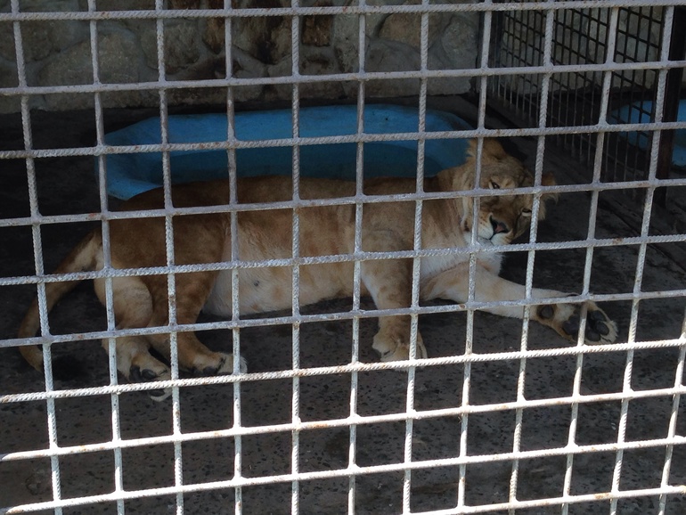 А мы сегодня ездили в частный Зоопарк!