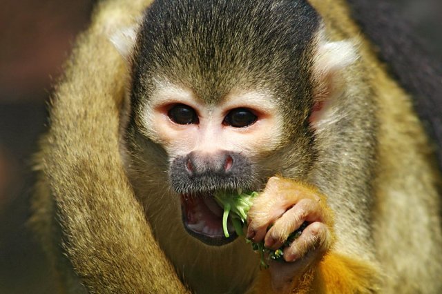 Прикорм.... Каша с яблочком в голове((