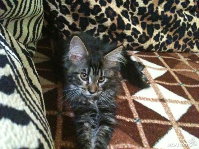 Девочки, это мей-кун?