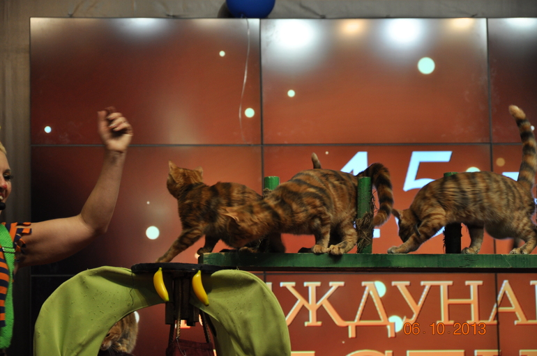 Постой, паровоз, не стучите, колеса...