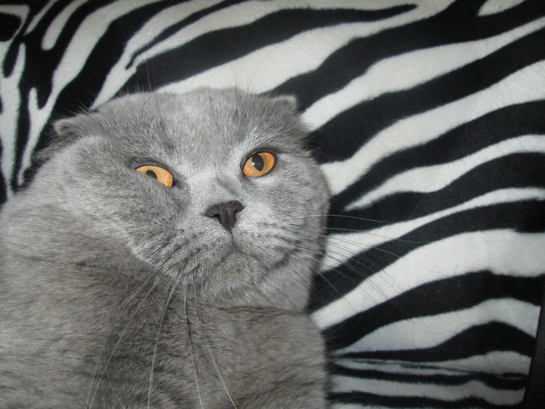 Наш котик!!!
