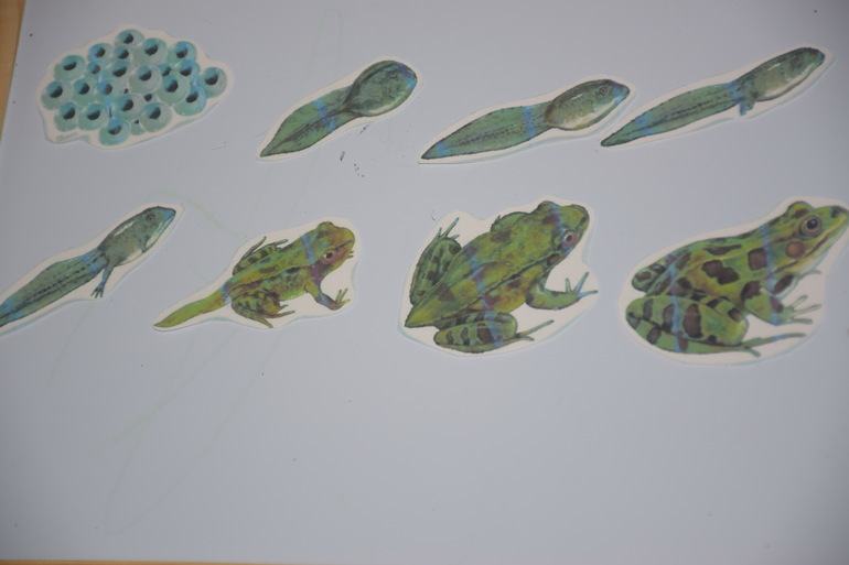 Тз Головастики