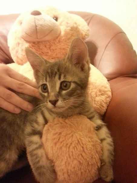 Отдам котёнка 1,5 мес мальчик. Саратов-Энгельс