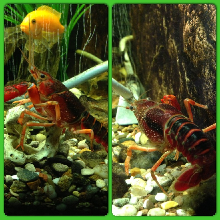 13-ая - 15 -ая недельки (22.03.2014-05.04.2014)