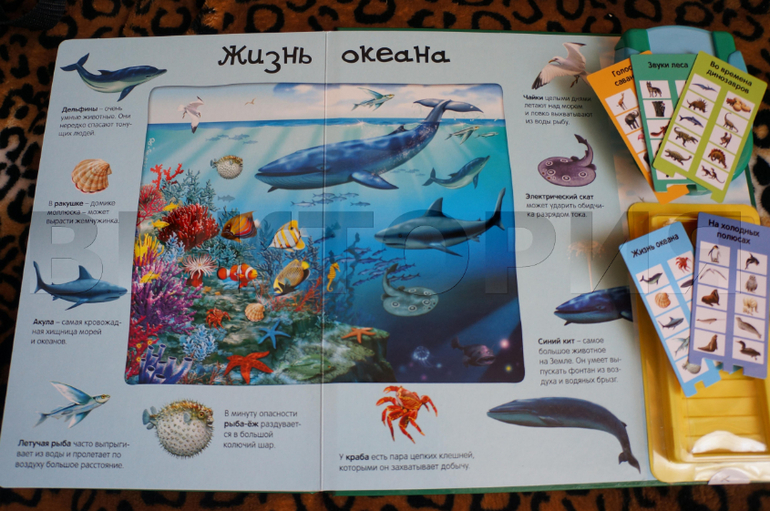 Наше пополнение